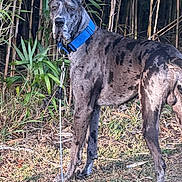 Aries is registered to the contest to win money with this photo: dog, great_dane, blue_collar, grass, plants, bamboo, leash, outdoor, nature, animal, pet, canine, standing, alert, fur, ears, eyes, snout, tail, daylight