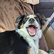 Uria a rejoint le concours — aidez-le/la à gagner de superbes lots ! accessories, animal, bag, bodypart, canine, chair, cockerspaniel, collie, couch, cushion, dog, furniture, handbag, homedecor, hound, mouth, papillon, person, pet, puppy