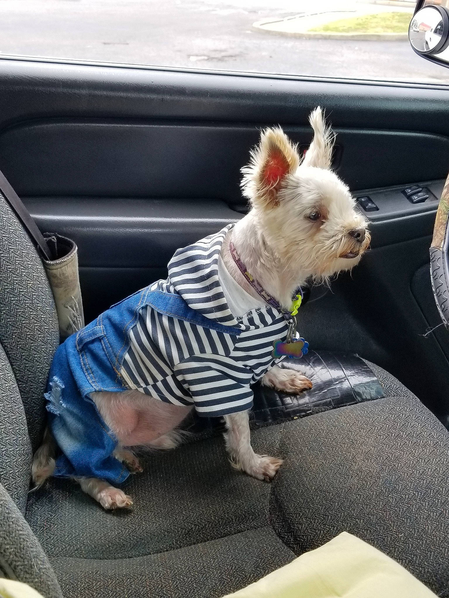Gizmo is registered to the contest to win money with this photo: canidae, car, car_seat, carnivore, companion_dog, dog, dog_breed, dog_clothes, driving, jacket, morkie, non_sporting_group, puppy, seat_belt, sweater, toy_dog, vehicle, west_highland_white_terrier