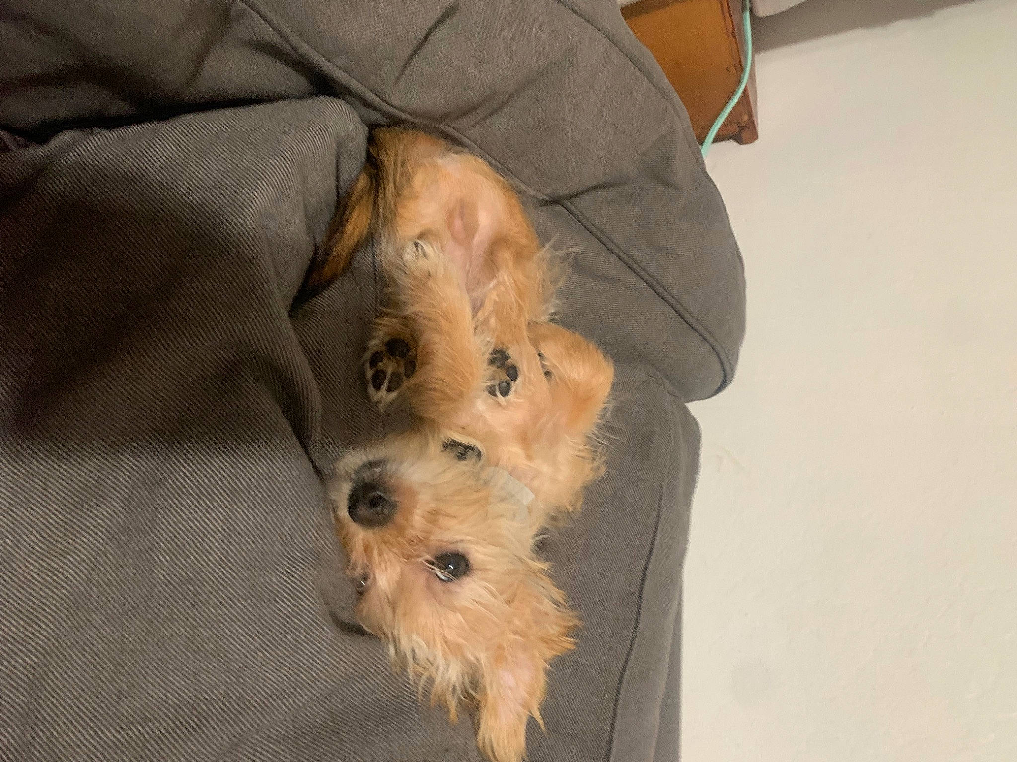 Barkley is registered to the contest to win money with this photo: canidae, carnivore, comfort, companion_dog, dog, dog_breed, fawn, fur, non_sporting_group, small_terrier, snout, sporting_group, terrestrial_animal, terrier, toy_dog, working_animal