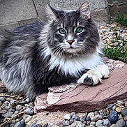 Master Chief is registered to the contest to win money with this photo: cat, fluffy, grey, white, green_eyes, stone, pebbles, outdoor, animal, pet, feline, resting, nature, fur, close_up, portrait, wildlife, grass, muzzle, whiskers