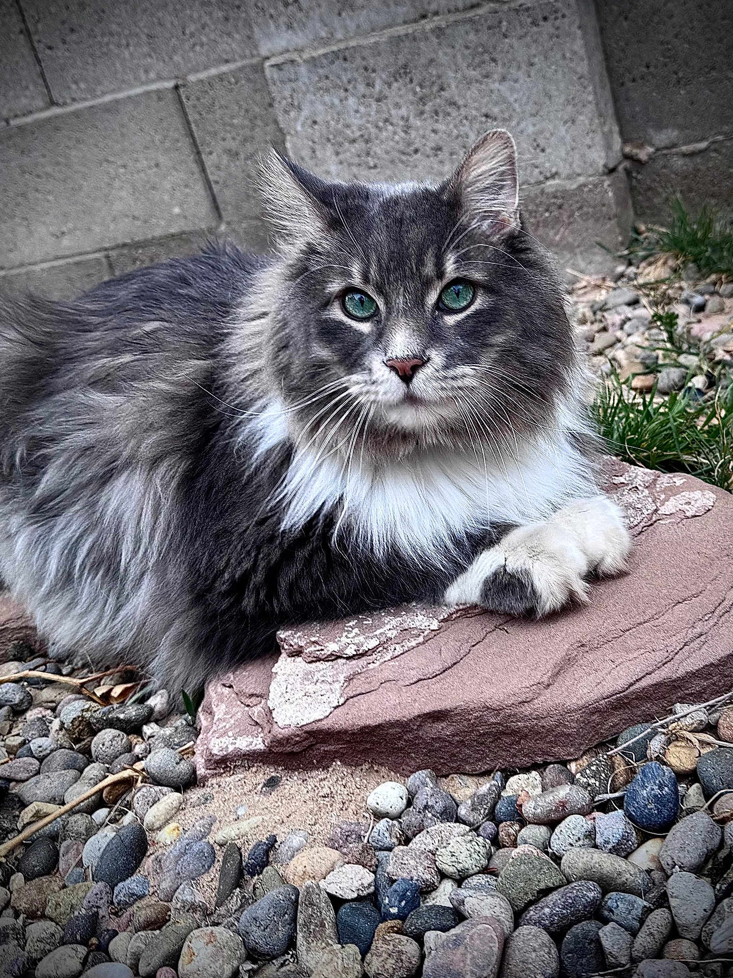Master Chief is registered to the contest to win money with this photo: cat, fluffy, grey, white, green_eyes, stone, pebbles, outdoor, animal, pet, feline, resting, nature, fur, close_up, portrait, wildlife, grass, muzzle, whiskers