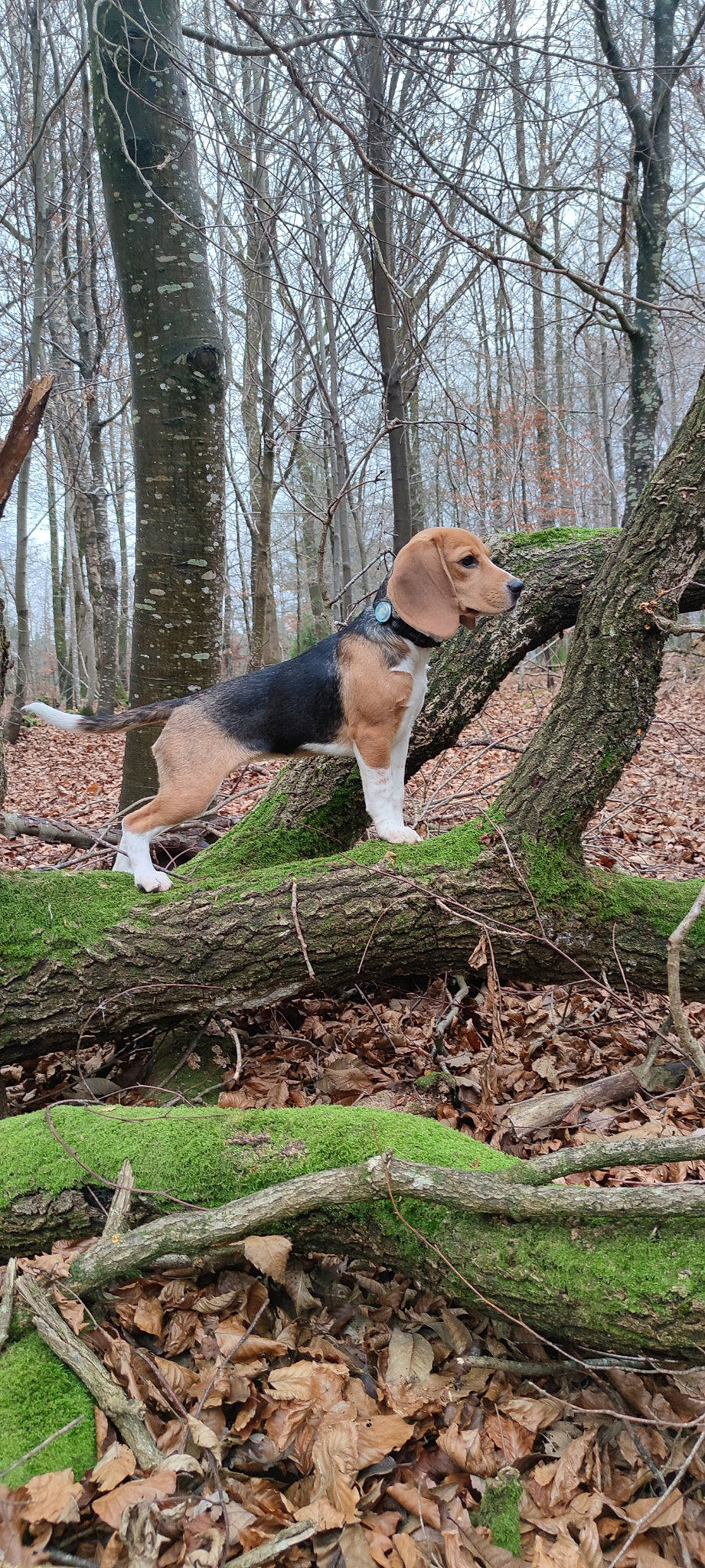 Socky a rejoint le concours — aidez-le/la à gagner de superbes lots ! canidae, carnivore, companion_dog, dog, dog_breed, fawn, forest, grass, hound, mammal, nature_reserve, plant, sky, sporting_group, tail, tree, trunk, twig, wood, woodland