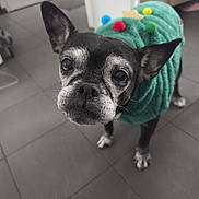 Achele a rejoint le concours — aidez-le/la à gagner de superbes lots ! animal, black_dog, close_up, companion, cute, dog, domestic, ears_up, elderly, floor, green_sweater, indoor, looking_up, pet, pom_poms, portrait, small_dog, sweater, tile_floor, white_fur