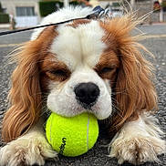 Yuky participe au concours pour gagner de l'argent avec cette photo : dog, tennis_ball, paw, fur, outdoor, asphalt, close_up, pet, animal, playing, leash, brown_and_white, cute, resting, ears, nose, whiskers, street, cloudy_sky, daytime