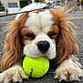 dog, tennis_ball, paw, fur, outdoor, asphalt, close_up, pet, animal, playing, leash, brown_and_white, cute, resting, ears, nose, whiskers, street, cloudy_sky, daytime