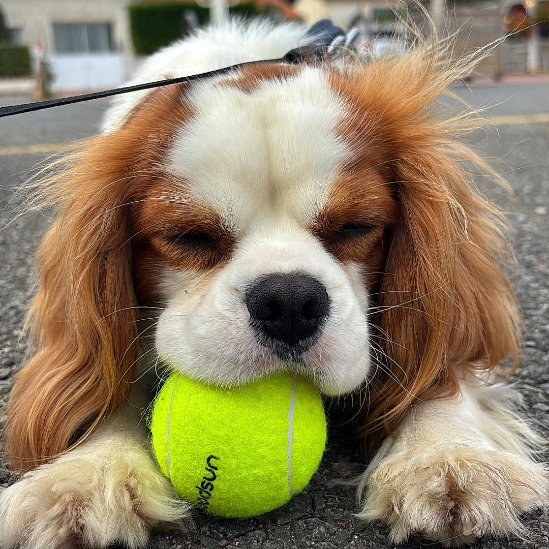 Yuky participe au concours pour gagner de l'argent avec cette photo : animal, asphalt, brown_and_white, close_up, cloudy_sky, cute, daytime, dog, ears, fur, leash, nose, outdoor, paw, pet, playing, resting, street, tennis_ball, whiskers