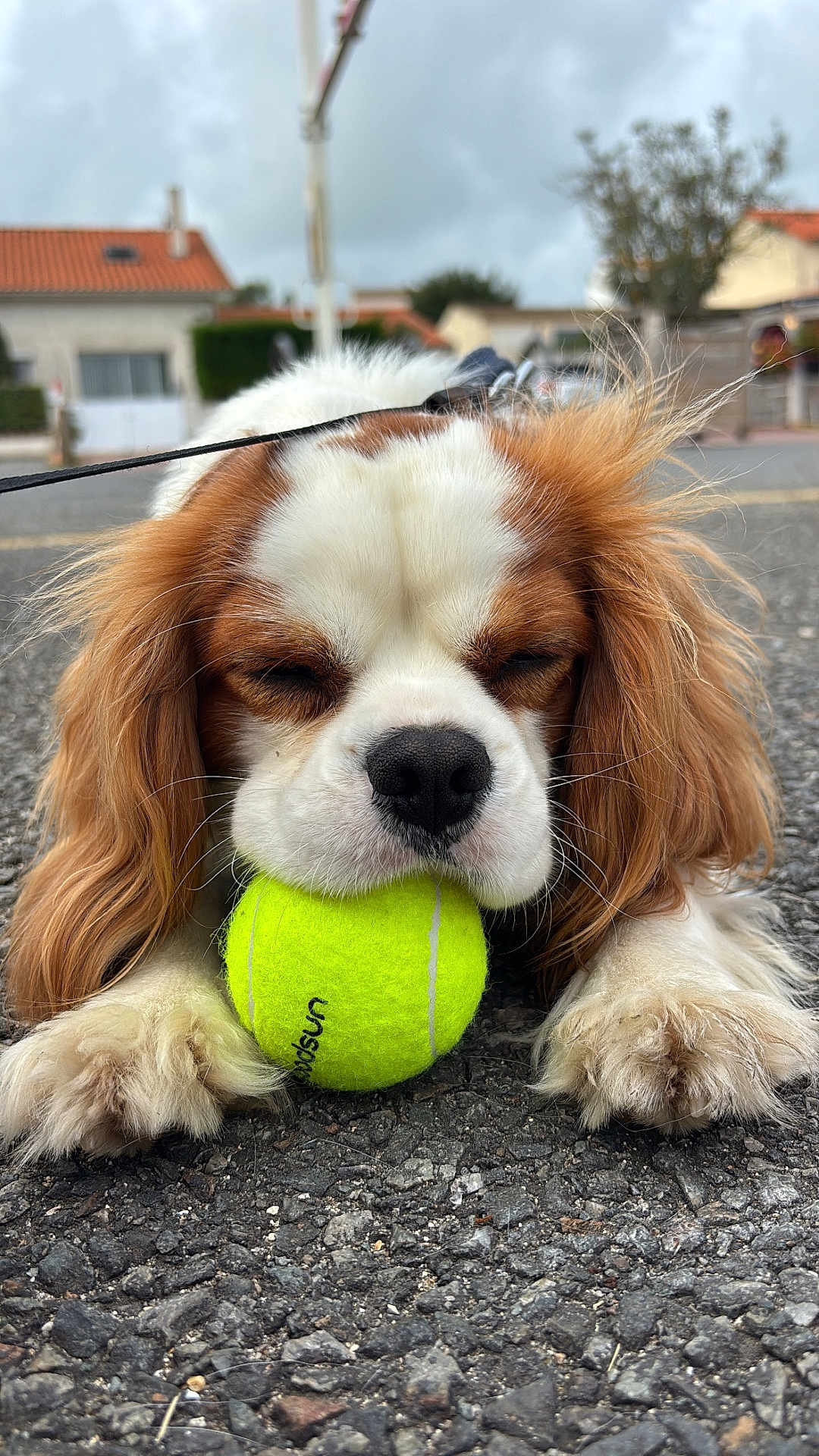 Yuky participe au concours pour gagner de l'argent avec cette photo : dog, tennis_ball, paw, fur, outdoor, asphalt, close_up, pet, animal, playing, leash, brown_and_white, cute, resting, ears, nose, whiskers, street, cloudy_sky, daytime