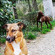 Tyga participe au concours pour gagner de l'argent avec cette photo : alert, animal, brown_dog, bush, canine, companion, daylight, dog, grass, greenery, looking_away, nature, outdoor, path, pet, plants, stone, tree, two_dogs, walking_path