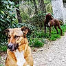 alert, animal, brown_dog, bush, canine, companion, daylight, dog, grass, greenery, looking_away, nature, outdoor, path, pet, plants, stone, tree, two_dogs, walking_path