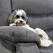 Grayson is registered to the contest to win money with this photo: animal, comfort, couch, cozy, cute, dog, fluffy, fur, furniture, gray, home, indoor, laying, living_room, paw, pet, portrait, recliner, relaxed, resting