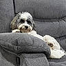 animal, comfort, couch, cozy, cute, dog, fluffy, fur, furniture, gray, home, indoor, laying, living_room, paw, pet, portrait, recliner, relaxed, resting