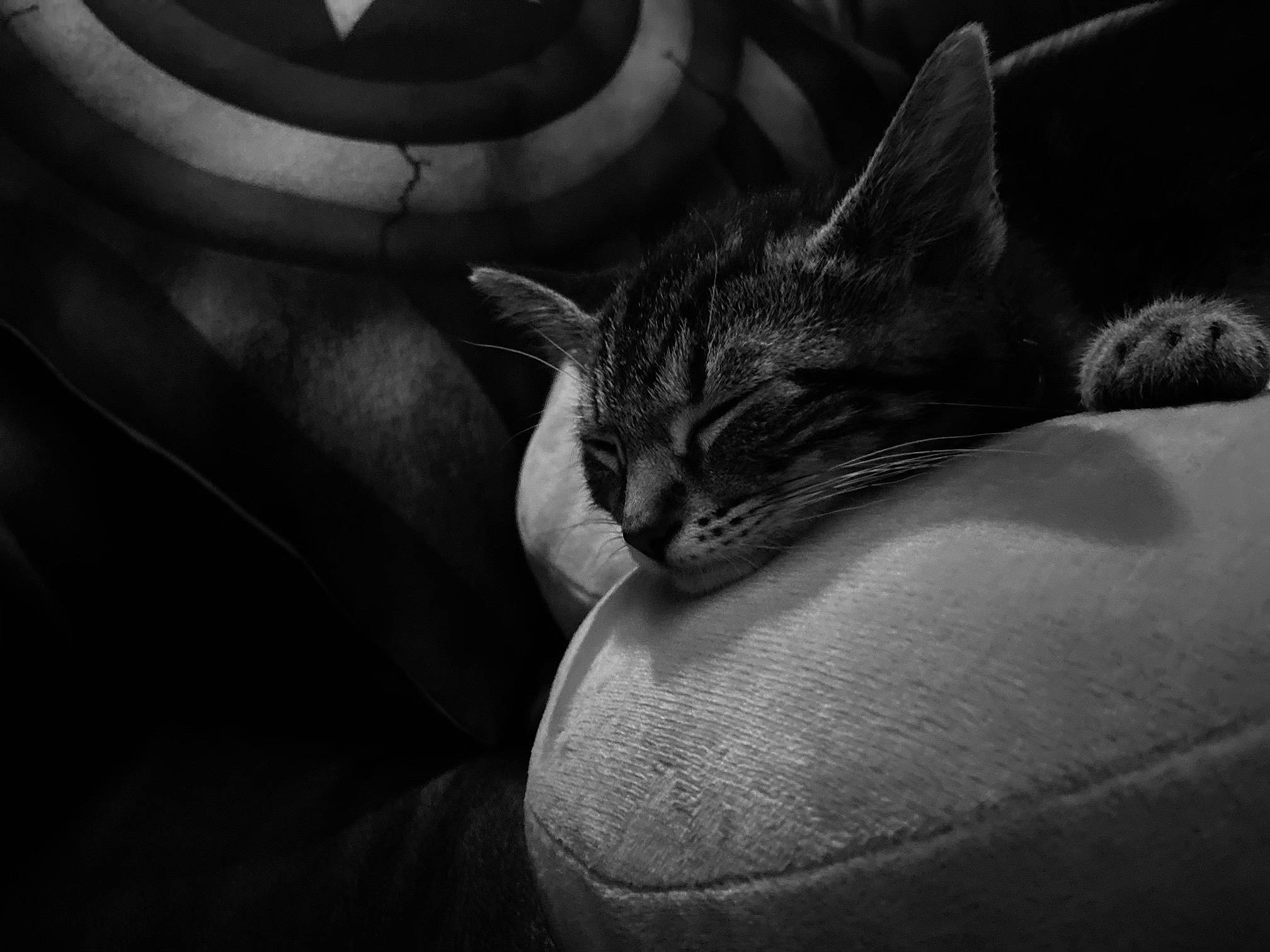 Jelly is registered to the contest to win money with this photo: black, black_and_white, carnivore, cat, comfort, couch, felidae, flash_photography, fur, grey, human_leg, monochrome, monochrome_photography, plant, small_to_medium_sized_cats, snout, style, tail, tree, whiskers