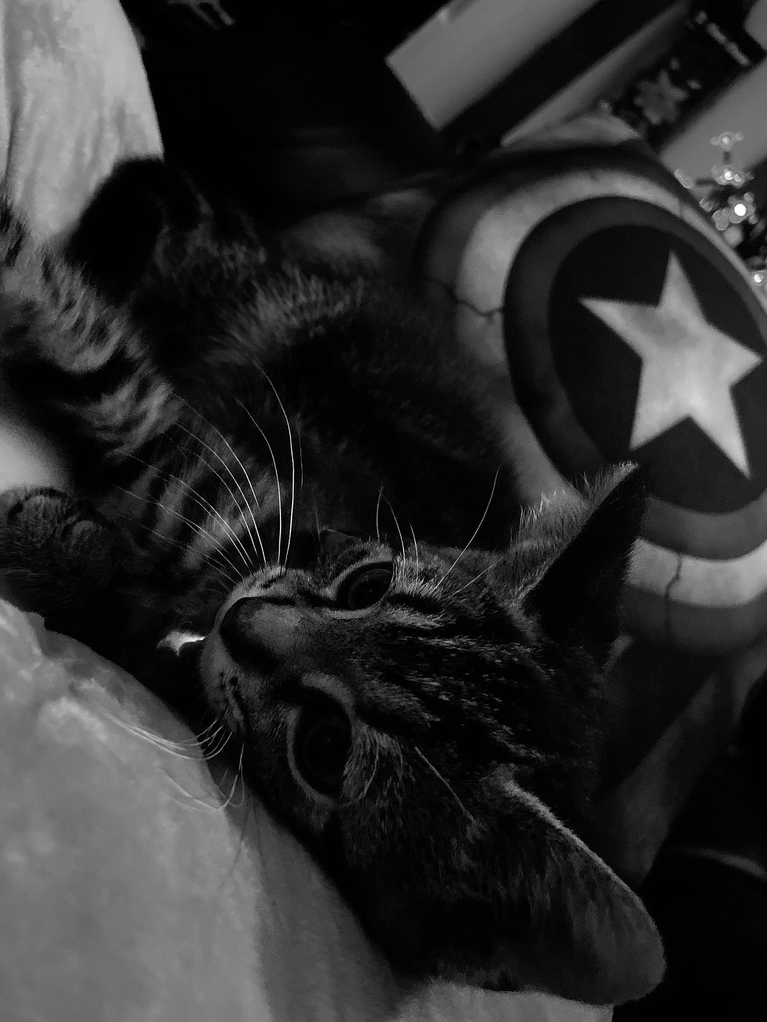 Jelly joined the competition — help win amazing prizes! black_and_white, carnivore, cat, claw, close_up, cloud, comfort, domestic_short_haired_cat, felidae, fur, grey, human_leg, monochrome, monochrome_photography, paw, small_to_medium_sized_cats, snout, still_life_photography, style, whiskers