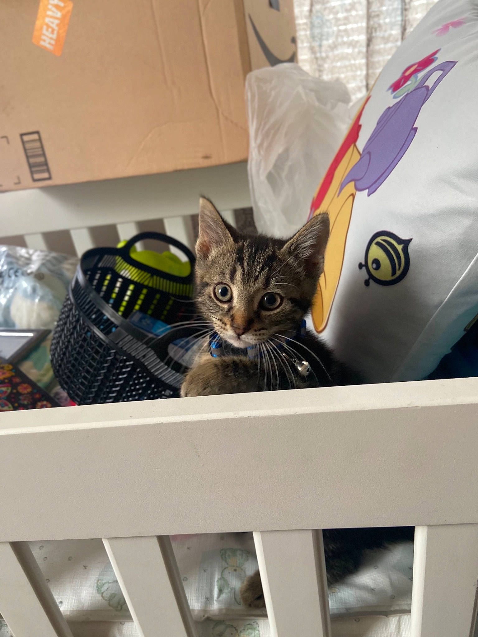 Jelly is registered to the contest to win money with this photo: automotive_design, bag, baggage, box, cardboard, carnivore, carton, cat, domestic_short_haired_cat, felidae, flag, fur, luggage_and_bags, packaging_and_labeling, paper_bag, room, shelving, shipping_box, small_to_medium_sized_cats, whiskers