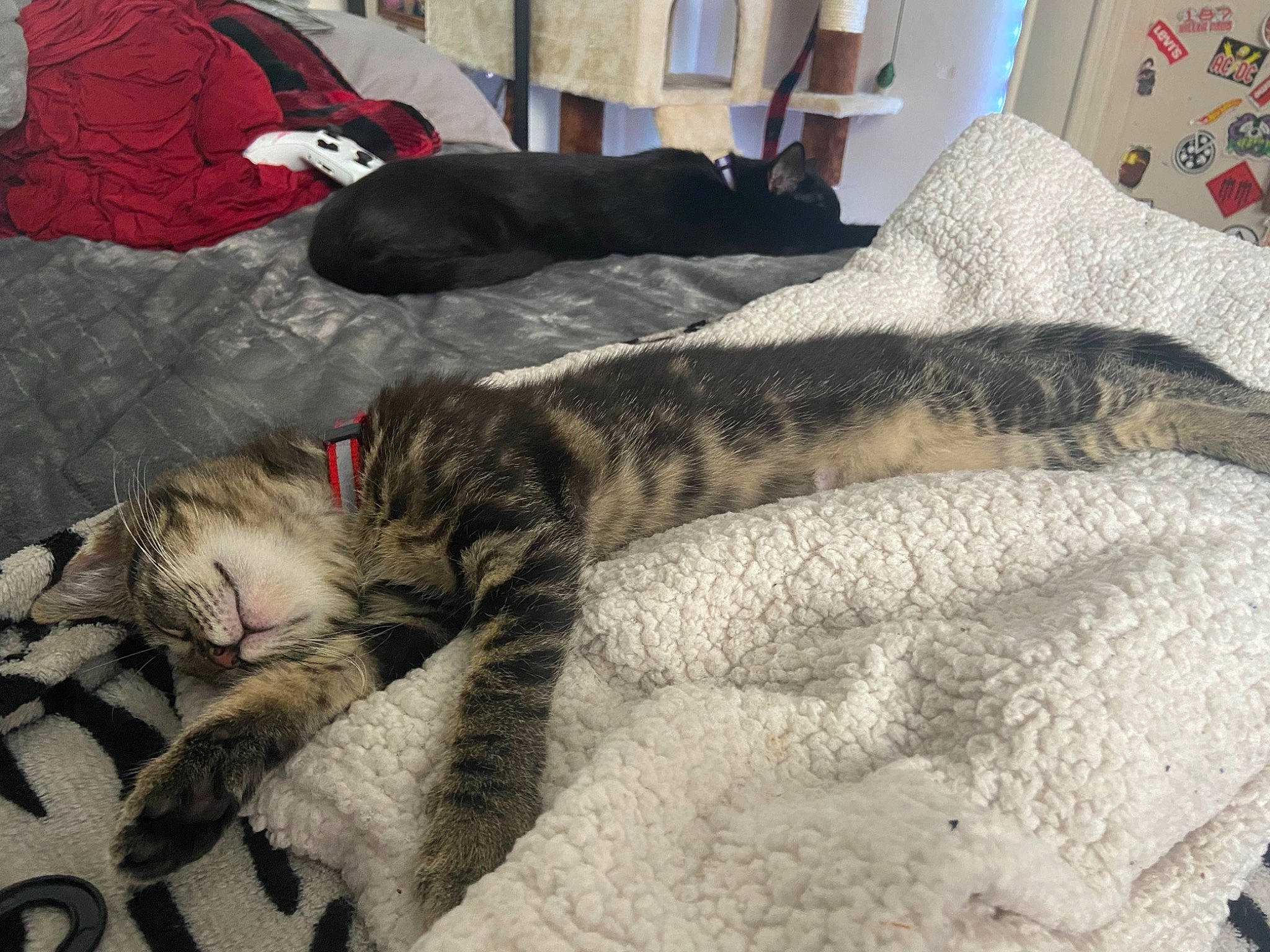 Jelly is registered to the contest to win money with this photo: bed, carnivore, cat, claw, comfort, couch, domestic_short_haired_cat, felidae, fur, grey, linens, nap, paw, room, sleep, small_to_medium_sized_cats, snout, tail, terrestrial_animal, whiskers