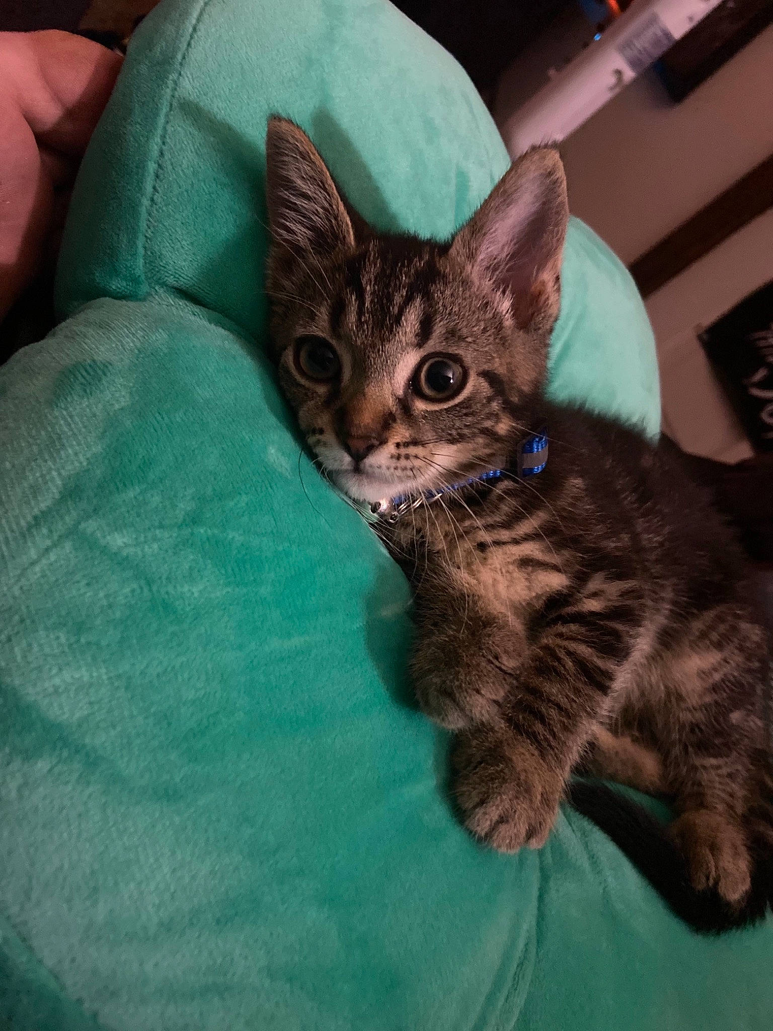 Jelly joined the competition — help win amazing prizes! carnivore, cat, cat_supply, claw, comfort, domestic_short_haired_cat, fawn, felidae, fur, nail, paw, sitting, small_to_medium_sized_cats, snout, tail, terrestrial_animal, whiskers