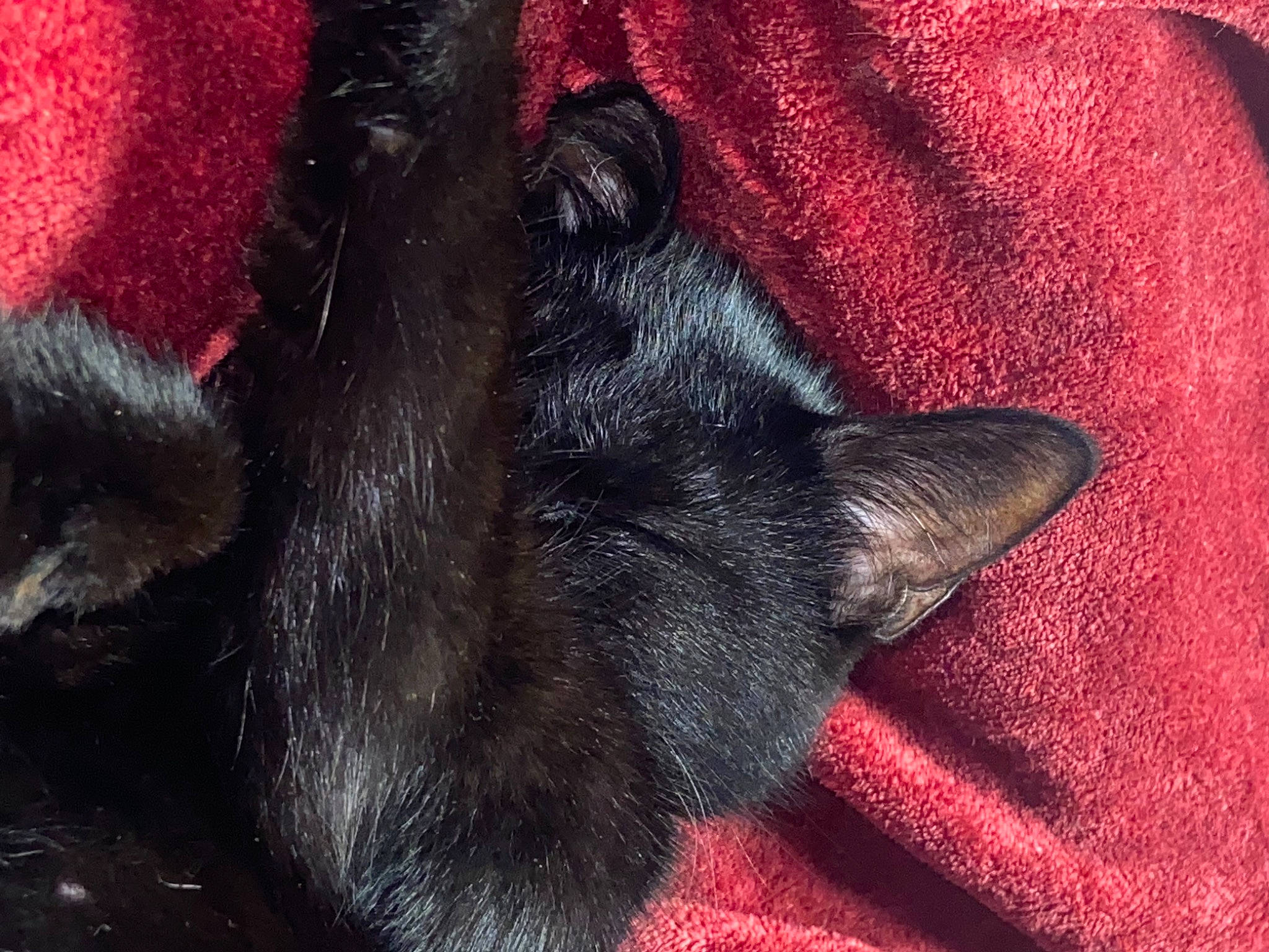 Midnight joined the competition — help win amazing prizes! canidae, carmine, carnivore, cat, claw, close_up, comfort, dog_breed, electric_blue, felidae, foot, fur, grey, magenta, paw, small_to_medium_sized_cats, snout, sporting_group, tail, whiskers