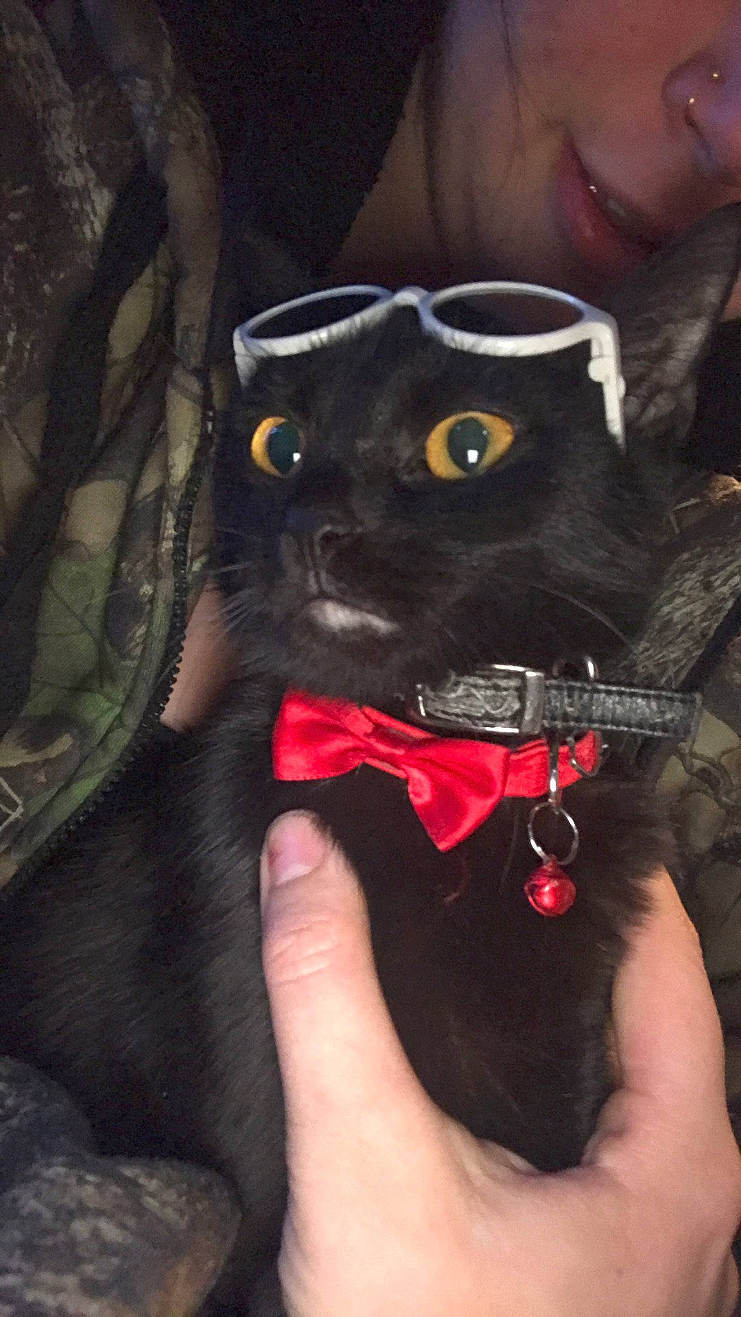 Midnight is registered to the contest to win money with this photo: bat, black_cat, bow_tie, canidae, carnivore, cat, collar, dog_breed, fawn, felidae, finger, gesture, hand, nail, personal_protective_equipment, small_to_medium_sized_cats, snout, sunglasses, tie, whiskers