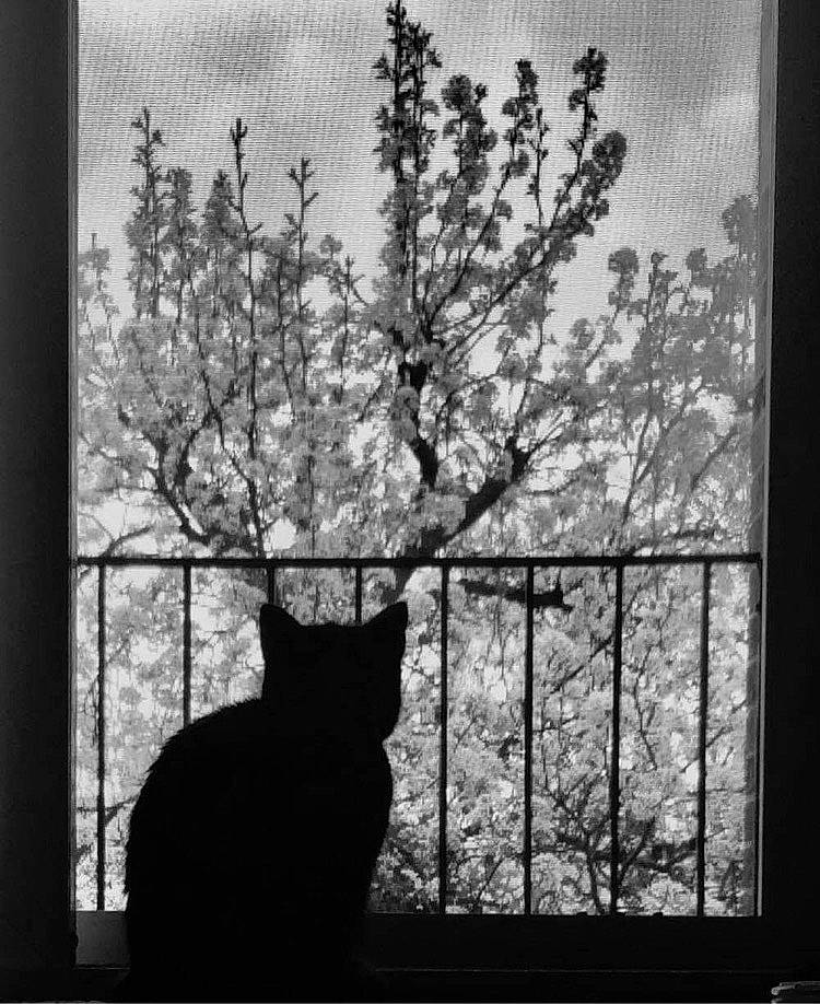 Midnight is registered to the contest to win money with this photo: black, black_and_white, carnivore, cat, felidae, flowerpot, grey, line, monochrome, monochrome_photography, plant, rectangle, sky, small_to_medium_sized_cats, style, tints_and_shades, tree, twig, window, wood