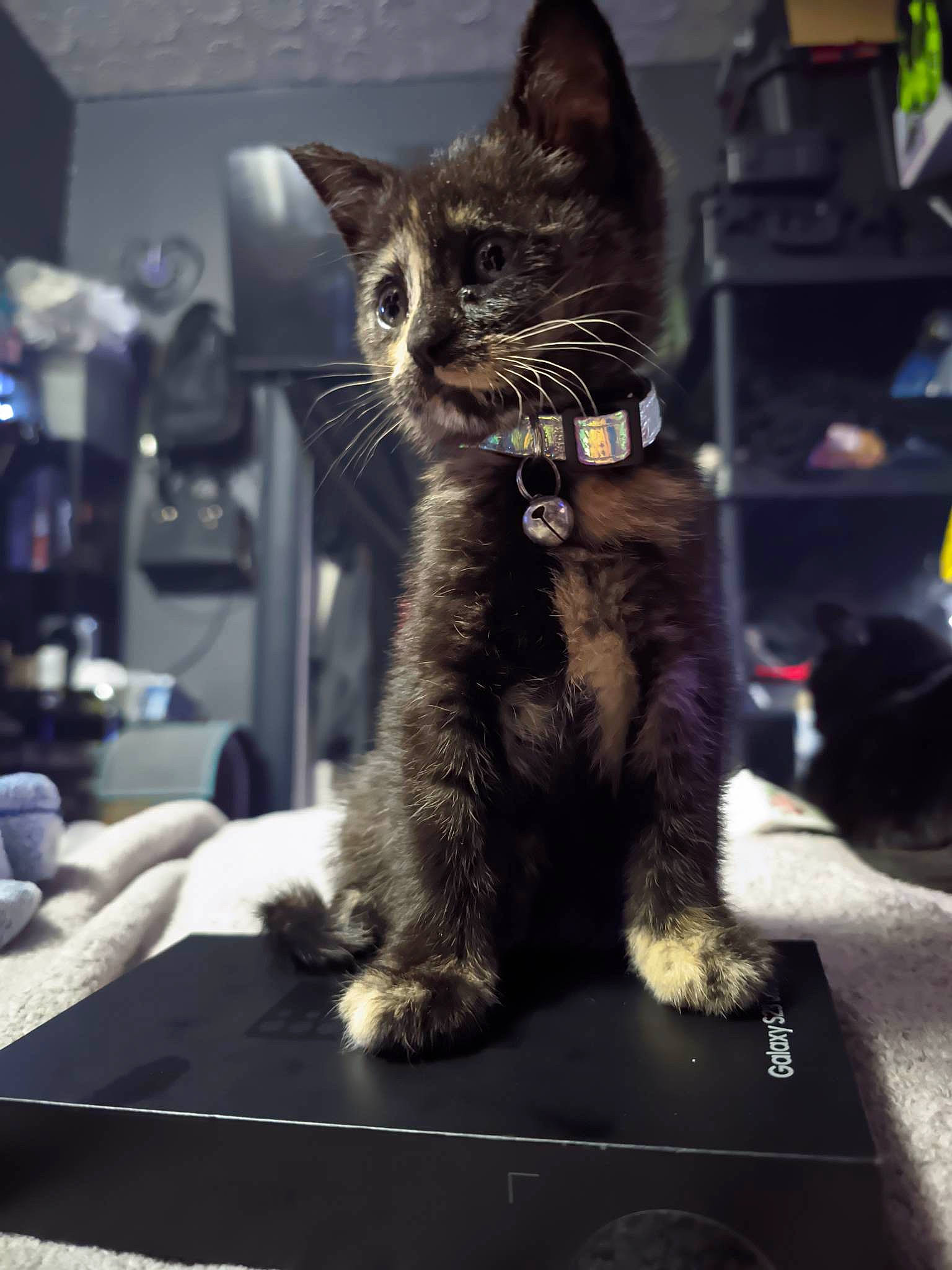 Luna is registered to the contest to win money with this photo: carnivore, cat, claw, comfort, domestic_short_haired_cat, felidae, fur, grey, paw, small_to_medium_sized_cats, snout, tail, terrestrial_animal, whiskers