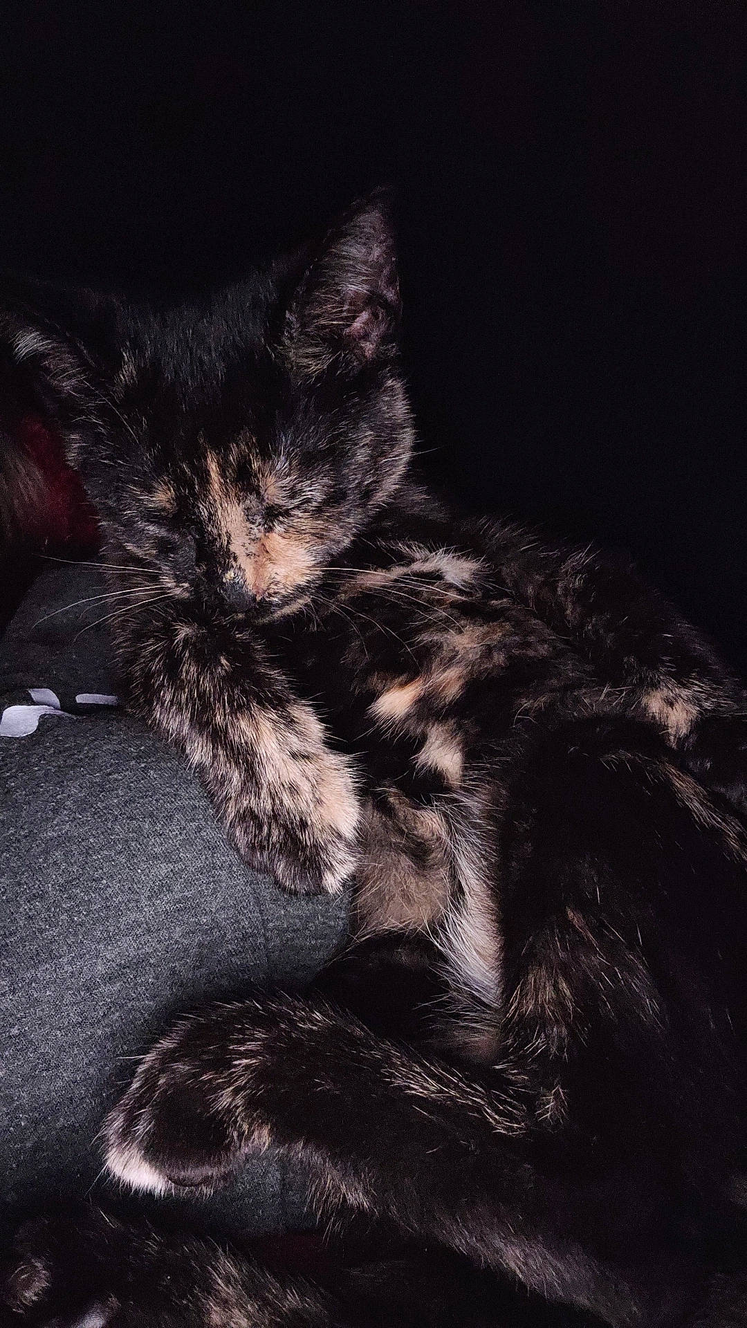 Luna joined the competition — help win amazing prizes! black_cat, carnivore, cat, claw, cloud, comfort, darkness, domestic_short_haired_cat, felidae, fur, human_leg, nap, paw, sky, sleep, small_to_medium_sized_cats, snout, tail, terrestrial_animal, whiskers