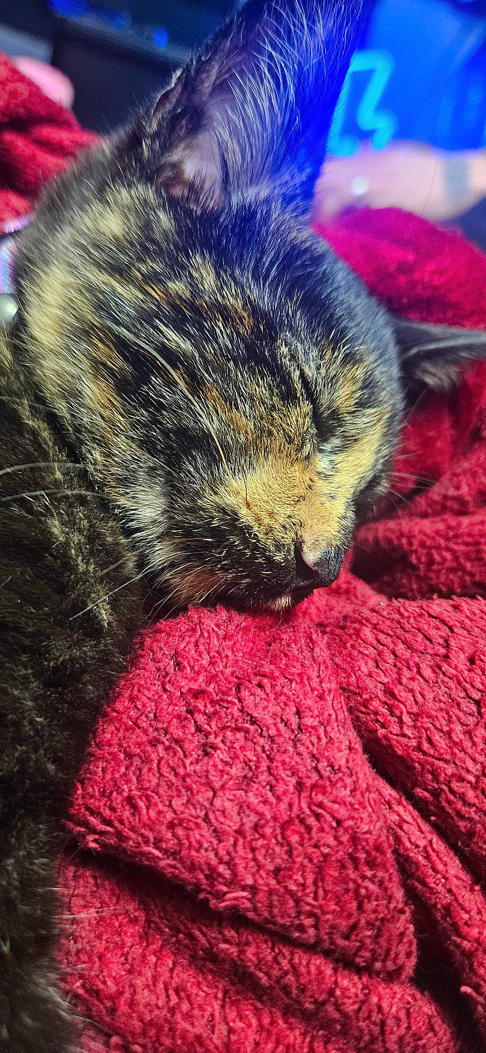 Luna is registered to the contest to win money with this photo: carmine, carnivore, cat, claw, close_up, comfort, domestic_short_haired_cat, electric_blue, felidae, fur, magenta, nap, paw, sleep, small_to_medium_sized_cats, snout, tail, terrestrial_animal, textile, whiskers