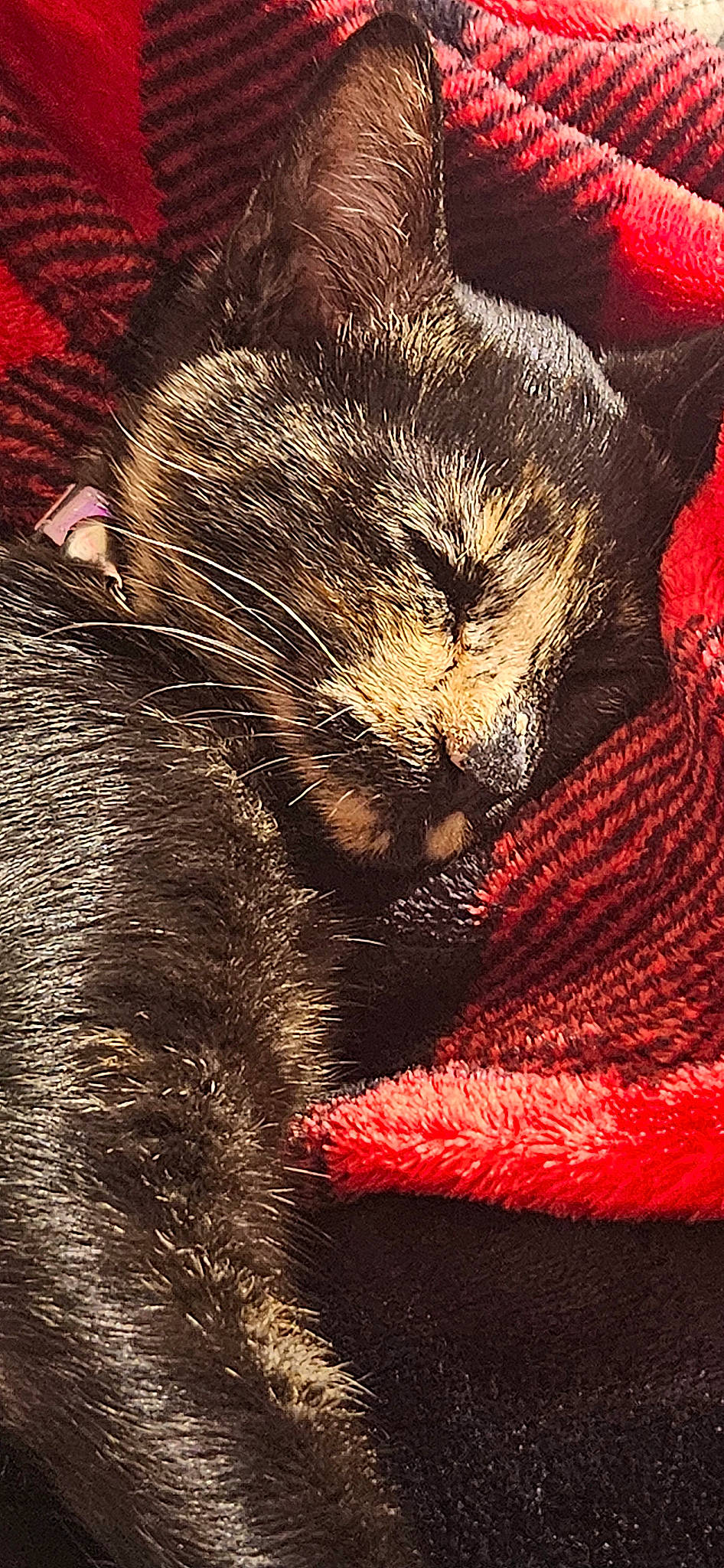 Luna is registered to the contest to win money with this photo: art, carmine, carnivore, cat, claw, domestic_short_haired_cat, fawn, felidae, fur, macro_photography, paw, small_to_medium_sized_cats, snout, tail, terrestrial_animal, tints_and_shades, visual_arts, whiskers, wildlife, window