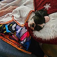 Tia is registered to the contest to win money with this photo: dog, sleeping, blanket, cushion, hand, fur, cozy, resting, indoor, colorful_blanket, paw, comfort, soft_texture, black_and_white, closeup, relaxing, home, winter_theme, snowflake, nap