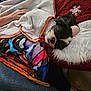 dog, sleeping, blanket, cushion, hand, fur, cozy, resting, indoor, colorful_blanket, paw, comfort, soft_texture, black_and_white, closeup, relaxing, home, winter_theme, snowflake, nap