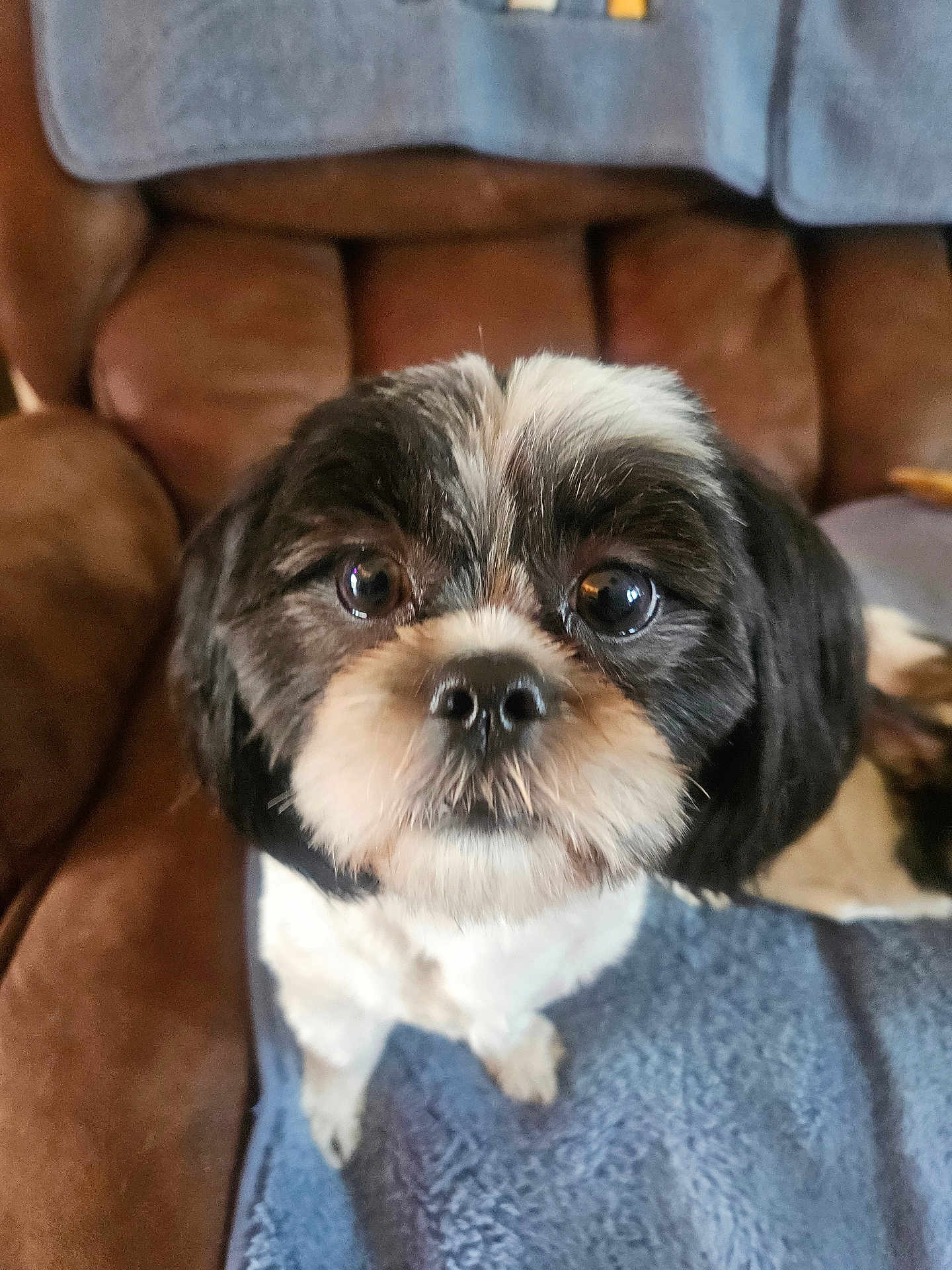 Tia joined the competition — help win amazing prizes! dog, black_and_white, close_up, pet, animal, cute, indoor, sofa, blanket, fur, face, eyes, nose, sitting, looking, curious, canine, companion, home, relaxing