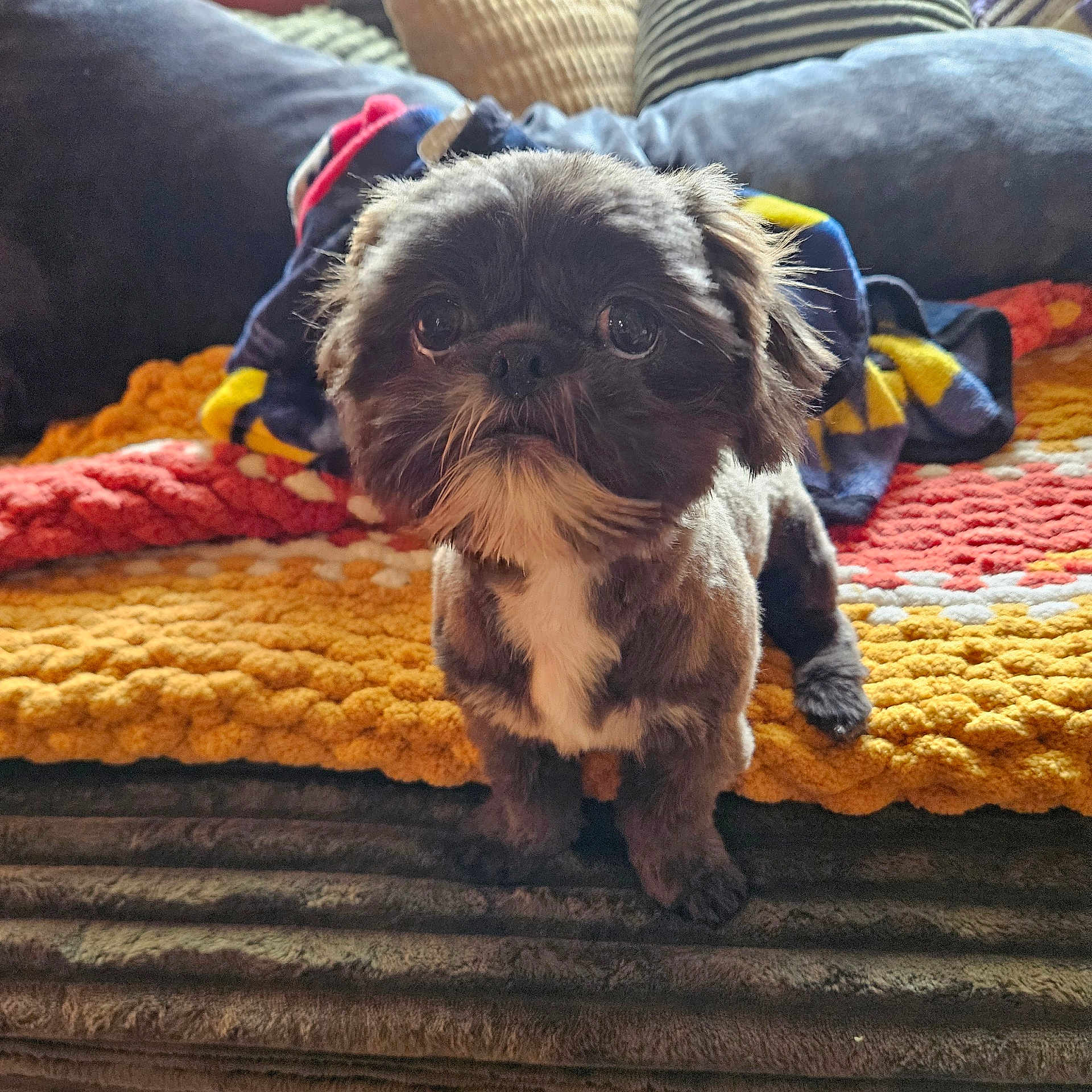Ollie