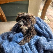 Ollie joined the competition — help win amazing prizes! puppy, dog, blue_towel, fur, cute, small, pet, animal, indoors, cozy, brown_fur, white_fur, face, nose, eyes, table, wooden_chair, blanket, soft, curious