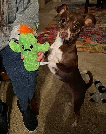 Bambi is registered to the contest to win money with this photo: carnivore, chihuahua, companion_dog, dog, dog_breed, dog_supply, fawn, flooring, fur, liver, plush, sighthound, snout, sporting_group, stuffed_toy, tail, toy, toy_dog, whiskers, working_animal