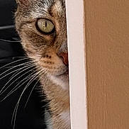Mephisto a rejoint le concours — aidez-le/la à gagner de superbes lots ! animal, cat, closeup, curious, domestic_cat, eye, feline, fur, household, indoor, looking, mammal, one_eye_visible, peeking, pet, portrait, shadow, tabby, wall, whiskers