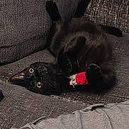 Aris joined the competition — help win amazing prizes! animal, black_cat, cat, claws, couch, cozy, curious, domestic_cat, feline, home, indoor, pet, playful, relaxed, resting, soft_furniture, toy_mouse, upside_down, whiskers, yellow_eyes