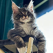 Voltaire participe au concours pour gagner de l'argent avec cette photo : abyssinian, accessories, angora, animal, cat, kitten, manx, pet, rope, strap