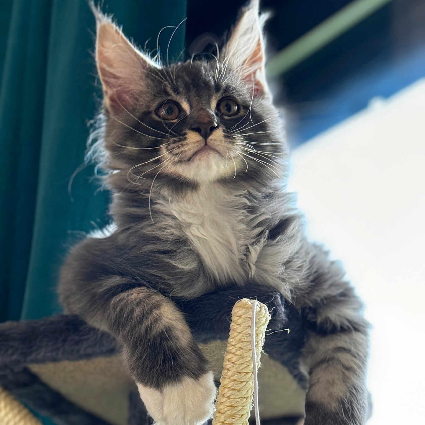 Voltaire participe au concours pour gagner de l'argent avec cette photo : abyssinian, accessories, angora, animal, cat, kitten, manx, pet, rope, strap