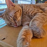 Oliver joined the competition — help win amazing prizes! blinds, calm, cat, closeup, cozy, cute, domestic_animal, feline, fur, indoor, natural_light, orange_tabby, paw, pet, relaxation, resting, sleeping, whiskers, window, wooden_surface