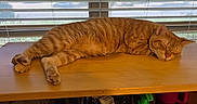 Oliver is registered to the contest to win money with this photo: blinds, cat, claws, cozy, domestic, feline, fur, household, indoor, orange_tabby, pet, quiet, relaxation, resting, sleeping, sunlight, table, whiskers, window, wooden_shelf