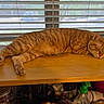 blinds, cat, claws, cozy, domestic, feline, fur, household, indoor, orange_tabby, pet, quiet, relaxation, resting, sleeping, sunlight, table, whiskers, window, wooden_shelf