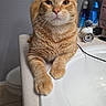 Oliver is registered to the contest to win money with this photo: animal, bathroom, cat, closeup, countertop, curious, cute, domestic, ears, feline, fur, household, indoor, mammal, orange_tabby, paw, pet, relaxed, sink, whiskers