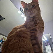 Oliver joined the competition — help win amazing prizes! animal, bathroom, bottle, cat, closeup, curious, domestic_animal, feline, fur, home, indoor, lighting, looking_down, mirror, orange_tabby, pet, portrait, reflection, soft_light, whiskers