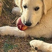 Balou participe au concours pour gagner de l'argent avec cette photo : dog, puppy, golden_retriever, white_fur, fluffy, apple, licking, outdoor, grass, dry_grass, tree, tree_trunk, close_up, animal_portrait, pet, paws, cream_colored, cute, curious, sunlight