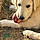 Balou