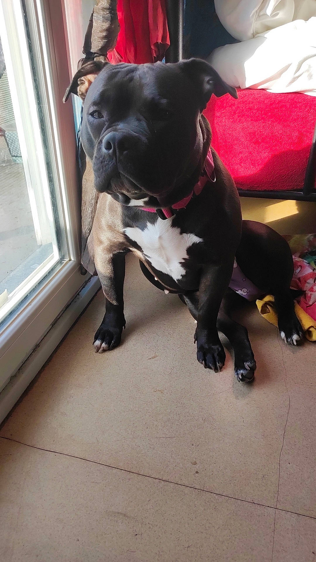 Maya participe au concours pour gagner de l'argent avec cette photo : animal, boxer, bulldog, canine, couch, cushion, dog, door, face, frenchbulldog, furniture, head, homedecor, indoors, interiordesign, person, pet, pitbull, puppy, window