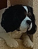 Scooby participe au concours pour gagner de l'argent avec cette photo : ancient_dog_breeds, bored, canidae, carnivore, companion_dog, dog, dog_breed, fawn, fur, giant_dog_breed, liver, non_sporting_group, puppy, snout, sporting_group, tail, terrestrial_animal, working_animal, working_dog