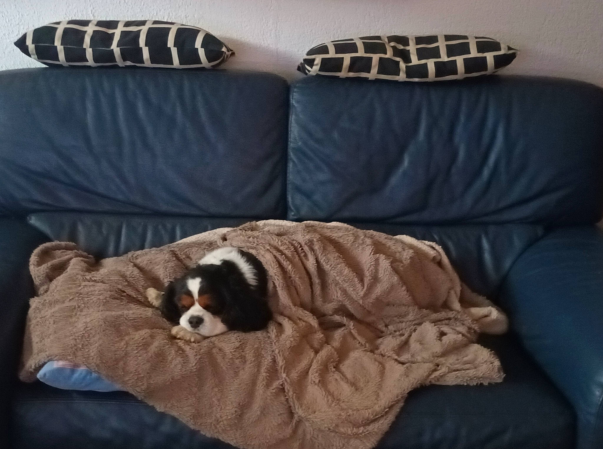 Scooby participe au concours pour gagner de l'argent avec cette photo : bored, carnivore, comfort, companion_dog, couch, dog, dog_breed, dog_supply, fawn, hardwood, linens, liver, living_room, pet_supply, pillow, sporting_group, studio_couch, throw_pillow, wood, working_animal