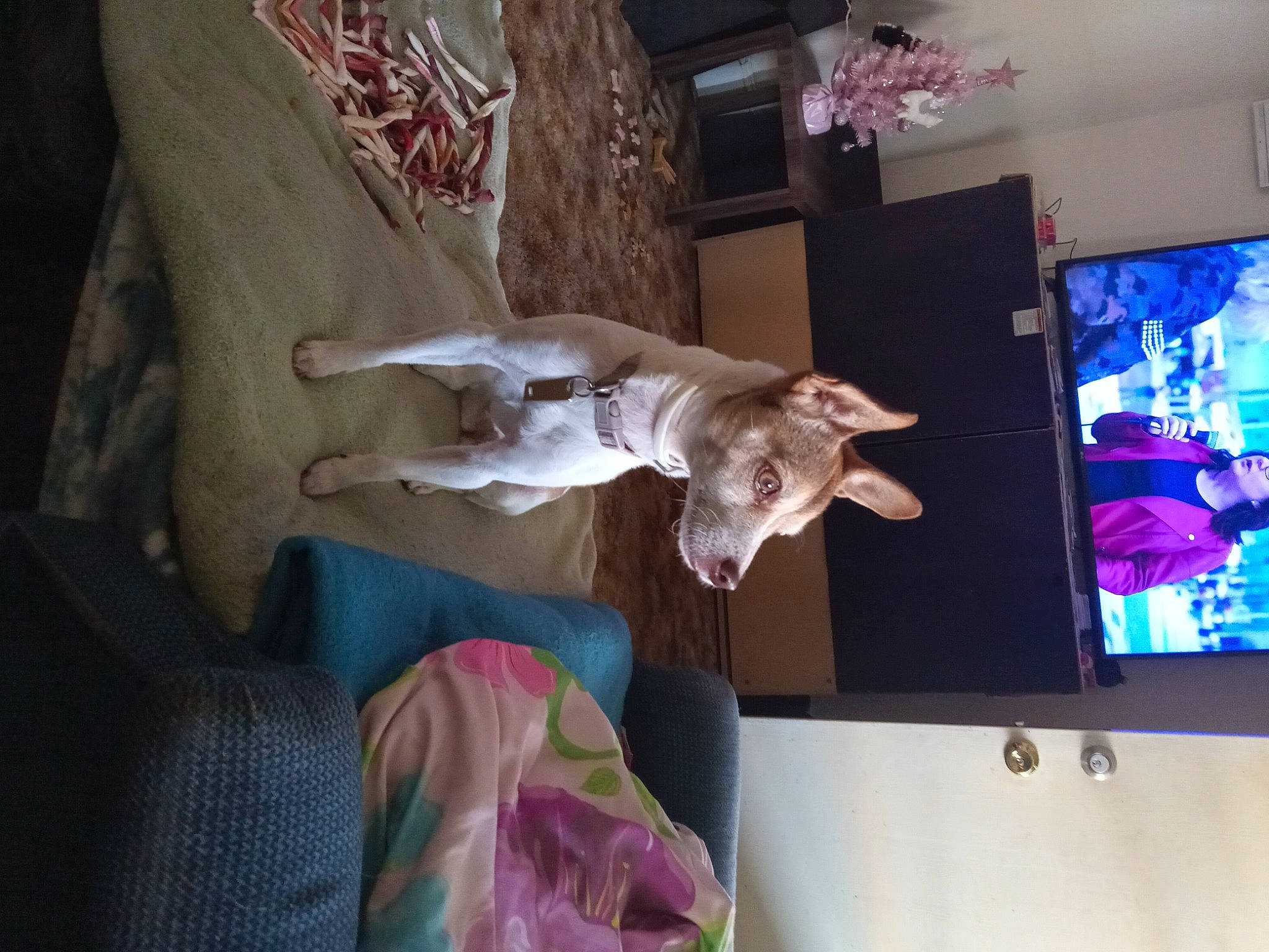 Hope is registered to the contest to win money with this photo: cable_television, canidae, carnivore, comfort, companion_dog, couch, display_device, dog, dog_breed, fawn, felidae, led_backlit_lcd_display, linens, room, small_to_medium_sized_cats, sporting_group, tail, television, television_set, working_animal