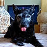 dog, black_dog, tongue_out, lying_down, pet, animal, indoor, decor, jar, shells, home, furniture, cute, playful, fur, ears, face, table, cozy, resting